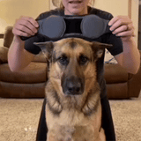 Orejas Protectoras de Ruido para Perros